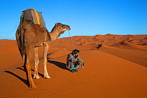 Dromedary Camel (Camelus dromedarius) and rider resting on Erg Chebbi Dunes. Sahara Desert, Morocco, North Africa, March.