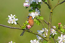 RF- Chaffinch (Fringilla coelebs) male perching by apple bossom. UK, April. (This image may be licensed either as rights managed or royalty free.)