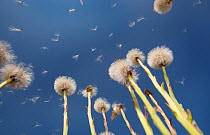 Colts-foot (Tussilago farfara) seedheads from a low angle, shedding their seeds to the wind. UK, April.
