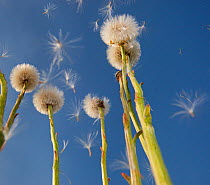 Colts-foot (Tussilago farfara) seedheads from a low angle, shedding their seeds to the wind. UK, April.