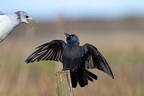 Jackdaw (Corvus monedula) being attacked by Common Gull (Larus canus) (winter plumage). UK, March.