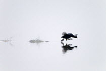 Coot (Fulica atra) taking off from water silhouetted. UK, Europe, March.