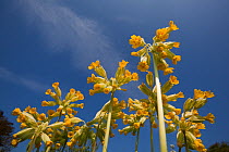 Cowslips (Primula veris) seen from a low angle. Norfolk, UK, April.