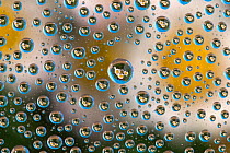 Common Daisies (Bellis perennis) reflected in water droplets.