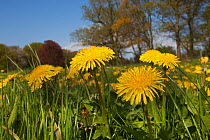 Dandelion (Taxaxacum officinale) in field. UK, April.