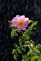 Dog Roses (Canina rosa) in falling rain. UK, Europe.