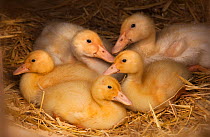 Ducklings (Anas platyrhynchos) resting in poultry house on straw bedding. UK, April.