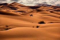 Dromedary Camel (Camelus dromedarius) in the Erg Chebbi Dunes. Sahara Desert, Morocco, North Africa, March 2011.