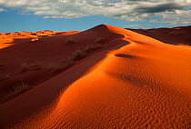 Erg Chebbi Dunes, Sahara Desert, Morocco, North Africa, March 2011.