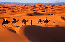 Dromedary Camels (Camelus dromedarius) with riders at dawn. Erg Chebbi Dunes, Sahara Desert, Morocco, North Africa, March.