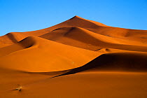 Erg Chebbi Dunes, Sahara Desert, Morocco, North Africa, March 2011.