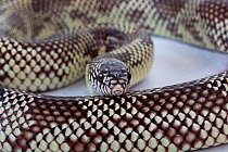 Portrait of a Goins King Snake (Lampropeltis getulus goini). Captive.