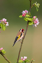 Goldfinch (Carduelis carduelis) perching on spring blossom. UK, April.