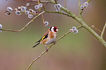 Goldfinch (Carduelis carduelis) perching on willow tree in spring. UK, April.