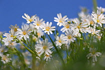 Greater Stitchwort (Stellaria holostea) in early April. UK.
