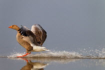 Greylag Goose (Anser anser) landing on water. Norfolk, UK, Europe, April.