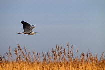 Heron (Ardea cinerea) in flight over reedbed. UK, March.