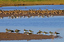 Lapwings (Vanellus vanellus) and Golden Plovers (Pluvialis apricaria) flocks by water. UK, March.