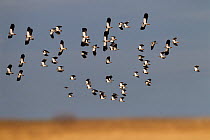 A flock of Lapwing (Vanellus vanellus) in flight. UK, March.