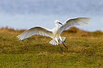 Little Egret (Egretta garzetta) landing on grazing marshes. UK, March.