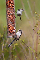 Long Tailed Tits (Aegithalos caudatus) on peanut feeder. UK, April.