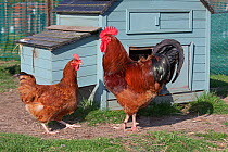 New Hampshire Red Cock (Gallus gallus) and hen. Norfolk UK, April.
