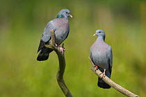 Stock Doves (Columba oenas) perching. Uk, April.