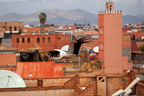 White Stork (Ciconia ciconia) in flight over city buildings. Marakesh, Moorocco, March.