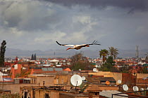 White Stork (Ciconia ciconia) in flight over city buildings. Marakesh, Morocco, March.