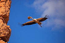 White Stork (Ciconia ciconia) in flight with nesting material. Marakesh, Morocco, March.