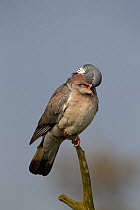 Wood Pigeon (Columba palumbus) preening. UK, April.