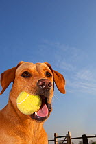 Yellow Labrador with a ball in its mouth against blue sky.