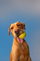 Yellow Labrador with ball in its mouth against blue sky.