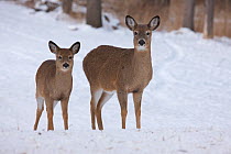 White-tailed deer (Odocoileus virginianus) doe and fawn in snow. New York, USA, January.