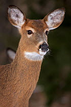 Portrait of a White-tailed Deer (Odocoileus virginianus) doe. New York, USA, January.