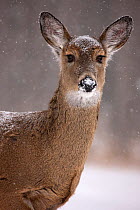 Portrait of a White-tailed Deer (Odocoileus virginianus) doe in snow. New York, USA, January.