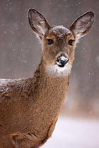 Portrait of a White-tailed Deer (Odocoileus virginianus) doe. New York, USA, January.