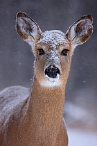 Portrait of a White-tailed Deer (Odocoileus virginianus) doe with snow on its head. New York, USA, January.