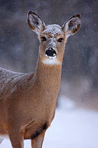 Portrait of a White-tailed Deer (Odocoileus virginianus) doe in snow. New York, USA, January.