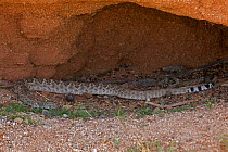 Western Diamond-backed Rattlesnake (Crotalus atrox) emerging from winter hibernation site. Sonoran desert, Arizona, March.