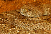 Western Diamond-backed Rattlesnake (Crotalus atrox) shortly after emerging from winter hibernation site. Sonoran desert, Arizona, March.