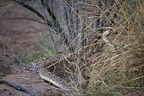Western Diamond-backed Rattlesnake (Crotalus atrox) in long grass shortly after emerging from winter hibernation site. Sonoran desert, Arizona, March.