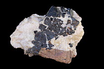 Franklinite an ore of zinc, manganese and iron. Sample from Sterling Hill Mine, Ogdensburg, New Jersey, USA.