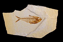 Fossil fish (Diplomystis dentatus). Sample from Green river formation: Eocene, Wyoming, 50 million years old.