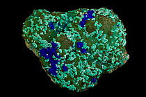 Malachite (CuCO3(OH)2), Azurite (Cu3(CO3)2(OH)2, formed by weathering of copper sulfides near the surface of sulfide deposits. Sample from Morenci mine, Arizona, USA.