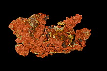 Native Copper (Cu). Sample from Ray mine, Pinal County, Arizona, USA. Copper is perhaps the most important economically useful metal.