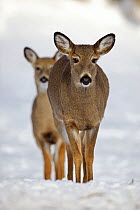 Portrait of a White-tailed Deer (Odocoileus virginianus) does. New York, USA, January.