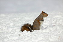 Eastern Gray Squirrel (Sciurus carolinensis) in snow. New York, USA, January.