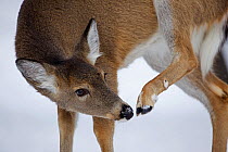 White-tailed Deer (Odocoileus virginianus) scratching its nose. New York, USA, January.