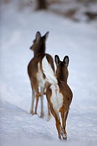 White-tailed Deer (Odocoileus virginianus) does walking away from the photographer. New York, USA, January.